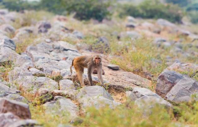 Mathura, Mathura tourism, trip to Mathura, weekend travel, weekend getaway, Express Wanderlust, Indian Express, Indian Express news