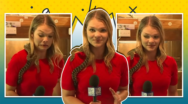 Watch Australian Reporter Screams After Snake On Her Shoulder Attacks