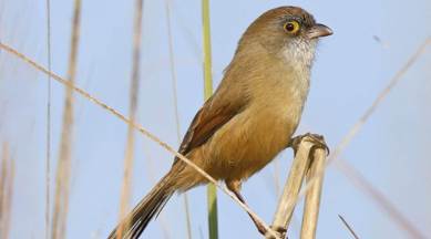 State of India’s Birds Report 2020, Jerdon’s Babbler, chandigarh news, punjab news, indian express news