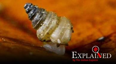 Explained: What is C gretathunbergae?