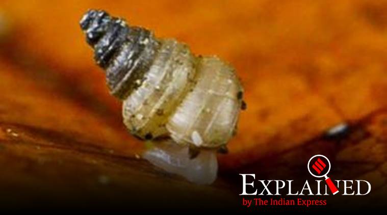 Explained: What is C gretathunbergae?