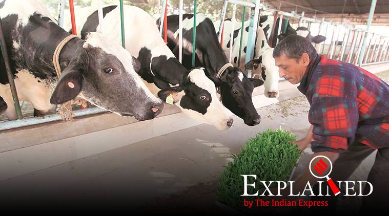 In Budget itself, signals that a major India-US dairy deal is unlikely