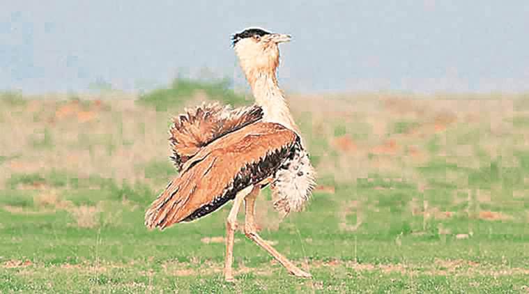 Great Indian Bustard extinction, GIB extinction, women in conservation effort, Ahmedabad news, gujarat news, indian express news