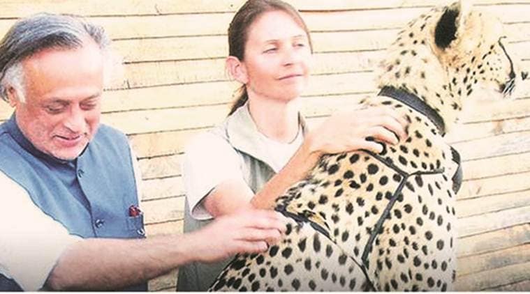 African cheetah in India, wildlife in India, Ahmedabad news, gujarat news, indian express news