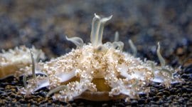 Jelly fish, Jelly fish sting, Jelly fish grenade, Jelly fish that sting with grenades