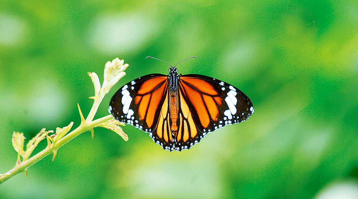 A Monarch butterfly. (Ranjit Lal)