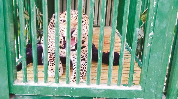 Rajkot: Forest dept yet to decide on leopard's rehabilitation | India  News,The Indian Express