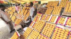 India lockdown, coronavirus outbreak, food delivery platforms, mango farmers, Mango season, export chain, Maharashtra news, indian express news