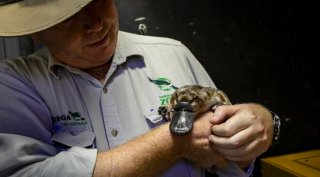 Platypus, Platypus plight, Platypus decline, Platypus Australia, Platypus Taronga Zoo