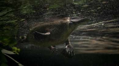 Platypus, Platypus plight, Platypus decline, Platypus Australia, Platypus Taronga Zoo