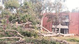 PU tree 759 Trees uprooted inside Panjab University girls hostel no. 2, residents upset