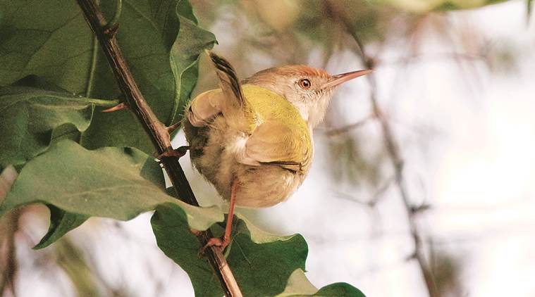 cranes, tailorbirds, Great Indian bustard, ostrich, Moorhens, painted snipe, peacock, house sparrows, eye 2020, sunday eye, indian express, indian express news