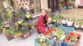 what to gift, gift suggestions, plant as gift, Arpana Deshpande, indian express news, indian express talk