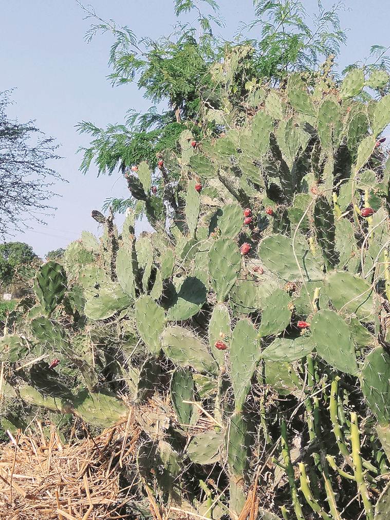 anaemia cure, Saurashtra Pharmacist develops anaemia cure, anaemia cure by prickly pear, ahmedabad news, gujarat news, indian express news