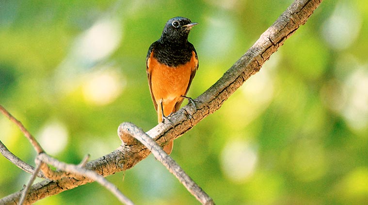 Northern Ridge, Corbett National Park, Himalayas, Malcha Marg, Malcha Marg delhi, indian express news