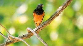 Northern Ridge, Corbett National Park, Himalayas, Malcha Marg, Malcha Marg delhi, indian express news