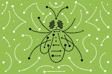 small insect, dna study, extinct insect, stoneflies