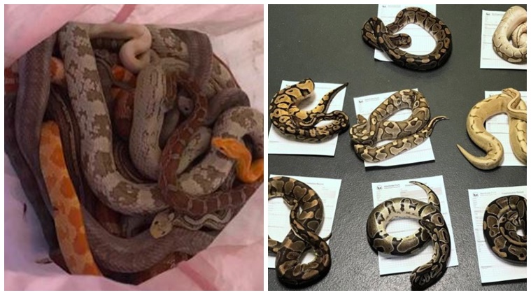 Snakes In A Pillowcase A Uk Fire Station Gets Surprise Package Second Time This Month Trending News The Indian Express