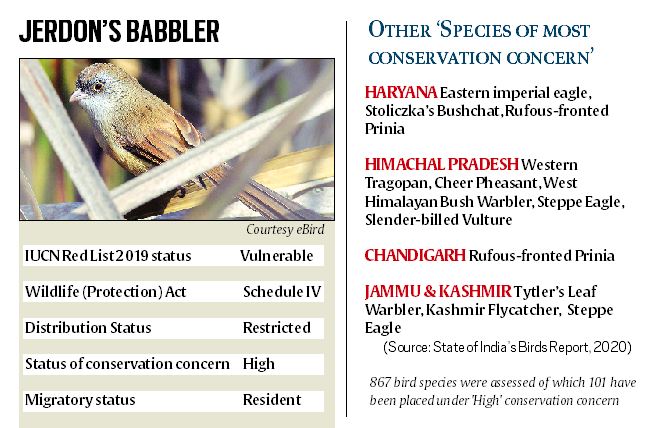 state-of-india-s-birds-report-2020-jerdon-s-babbler-identified-as