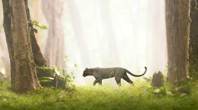 The Real Black Panther, documentary The Real Black Panther, nagarhole tiger reserve, Shaaz Jung, Shaaz Jung documentary,