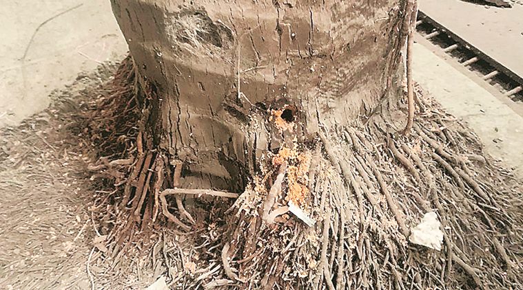 tree poisoning, Brihanmumbai Municipal Corporation, mumbai news, maharashtra news, indian express news