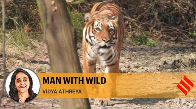 Mitigating human-wildlife conflict must factor in incentives for local communities