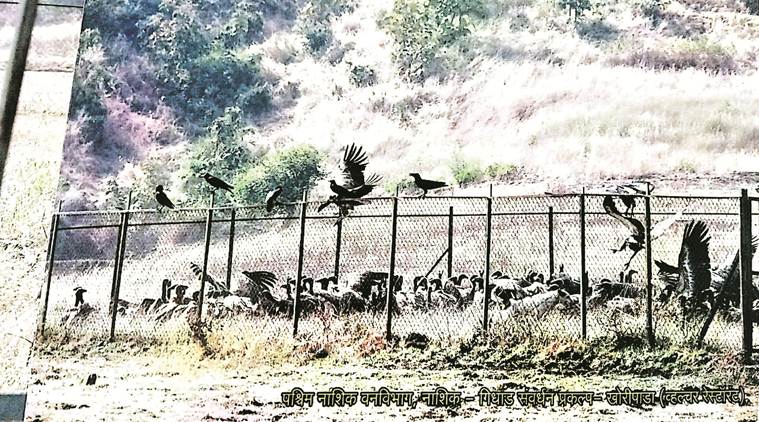 Vultures endangered species, vulture restaurants, mumbai news, maharashtra news, indian express news