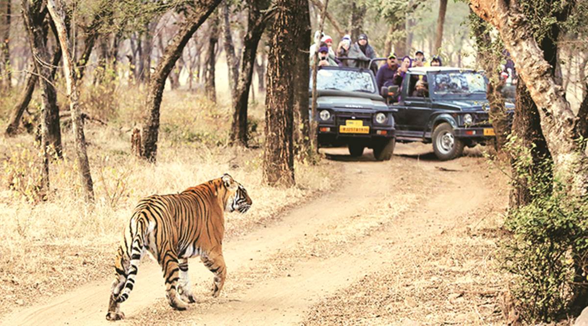 https://images.indianexpress.com/2020/02/Wildlife-1200.jpg