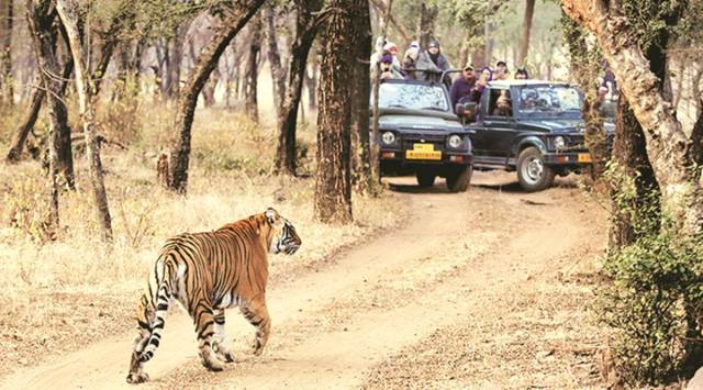 wildlife tourism, Forest department, Nagpur news, Maharashtra news, Indian express news