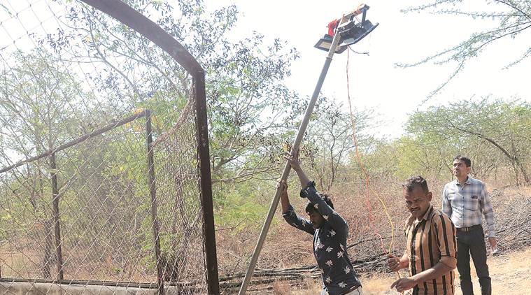 Rajkot zoo, Leopard preys on deer, animal conflict, rajkot news, gujarat news, indian express news