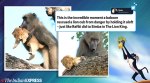 Watch: Lion cub being groomed by baboon compared to 'Simba and Rafiki' on social media