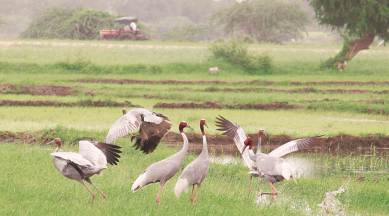 Chandigarh news, Chandigarh bird flu, Sukhna lake birds, eurasian common coot, sukhna lake, migratory birds, jalandhar, Animal Husbandry, bird flu, Indian express
