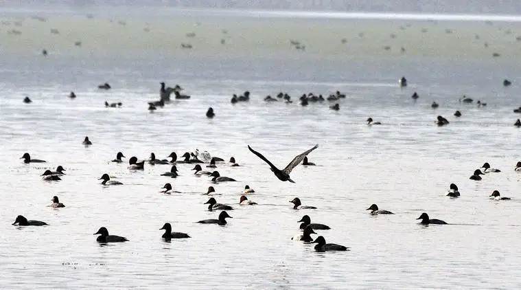 Rajasthan forest dept wants to convert Sambhar Lake area into protected reserve