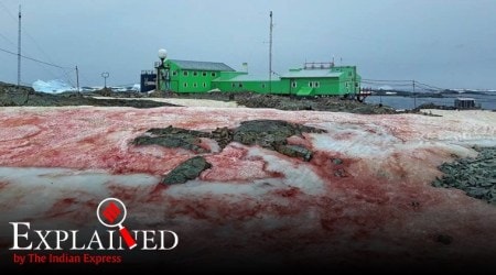 red snow antarctica, blood red snow, watermelon snow, snow turning red algae, melting glaciers, climate change, ice albedo, express explained, indian express