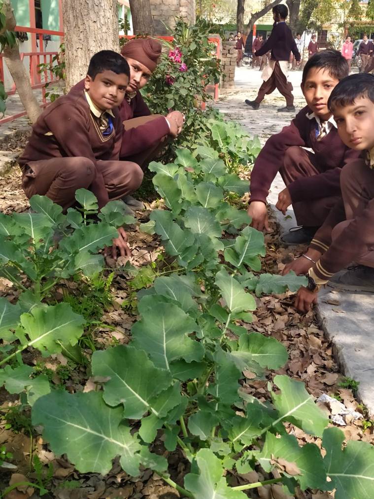In Punjab district, signs of green shoots: Organic vegetable gardens in schools