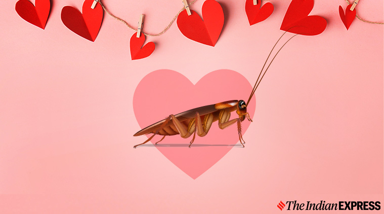 My Funny Valentine: Here's a new way to 'app-roach' a broken heart | The  Indian Express