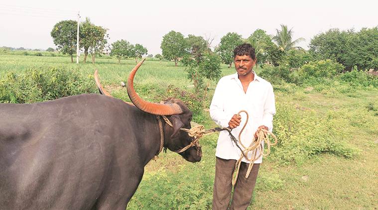 Budget and Dairy Sector: Doubling of milk processing capacity no panacea