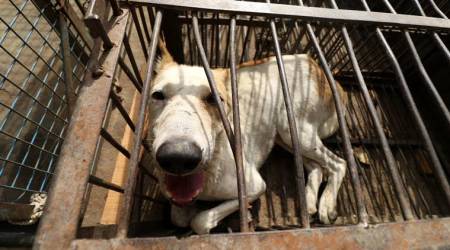 Mumbai news: 17 bitten by stray dog in Ghatkopar