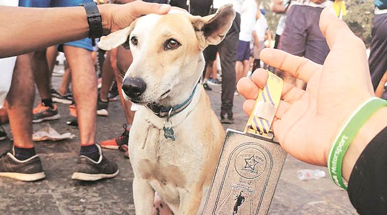 laddu dog