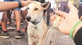 Meet the Worli stray dog that gets lost (and found) every marathon