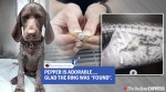 Dog in South Africa swallows owner's engagement ring, X-ray images go viral