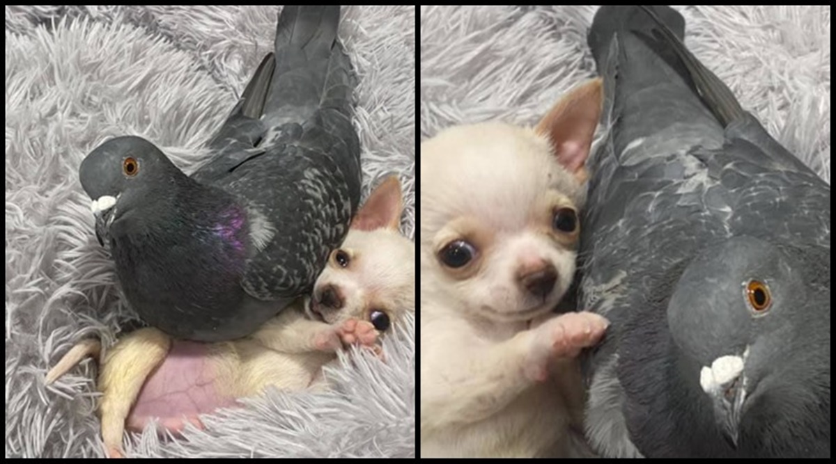 Pigeon That Can T Fly And Puppy That Can T Walk Are Best Friends Trending News The Indian Express