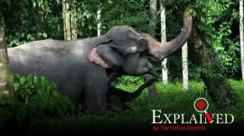 Explained: How India proposals at UN event can help elephants, migratory birds