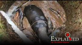 Archimedes Principle, Jharkhand elephant rescue, what is Archimedes Principle, jharkhand elephant rescued from well, indian express, indian express explained