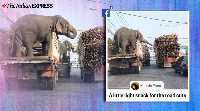 https://images.indianexpress.com/2020/02/elephant.jpg