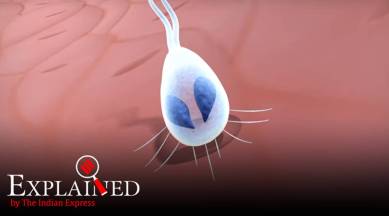 Explained: What is Henneguya salminicola?