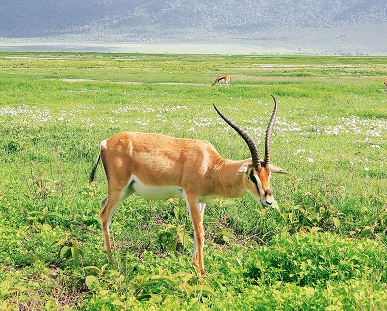 Serengeti national park, Tanzania, pole pole, Maasai, lion safari, Serengeti, Great Rift Valley, Ngorongoro Conservation Area, Ngorongoro Crater, Olduvai Gorge