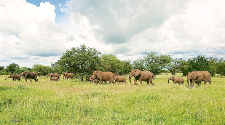 Discovering the Serengeti’s natural wonders through the slow life | Eye ...