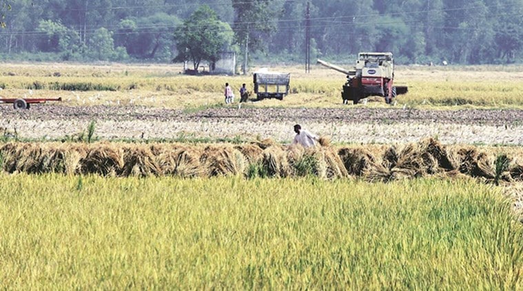 telangana paddy harvest, telangana farmers harvest, telangana lockdown paddy harvest, telangana farmers lockdown, telangana paddy cultivation