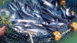 Maharashtra illegal sale of catfish, Maharashtra catfish sale, mumbai catfish sale, catfish seized pune, mumbai city news